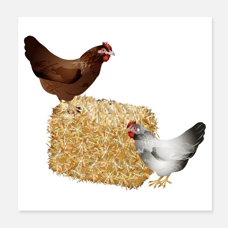 deux poulets sur une balle de paille Poster 20 x 20 cm