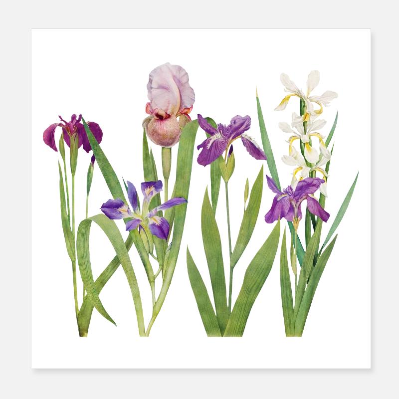 Wild Iris and Orchid Botanical Design Poster 8" x 8" (20x20 cm)