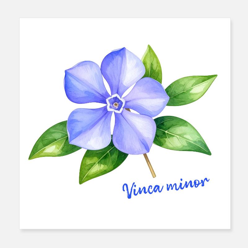 Vinca Minor - Illustration botanique à l’aquarelle Poster 20 x 20 cm