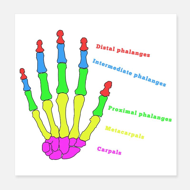 Hand Bone Anatomy Human Evolution Physio Poster 8" x 8" (20x20 cm)