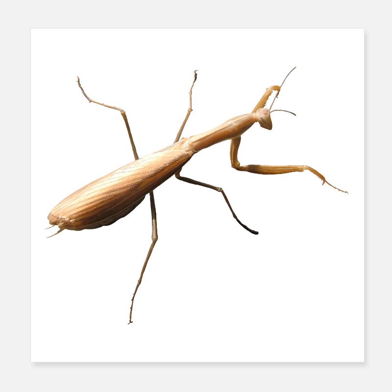 Gottesanbeterin Poster 20x20 cm