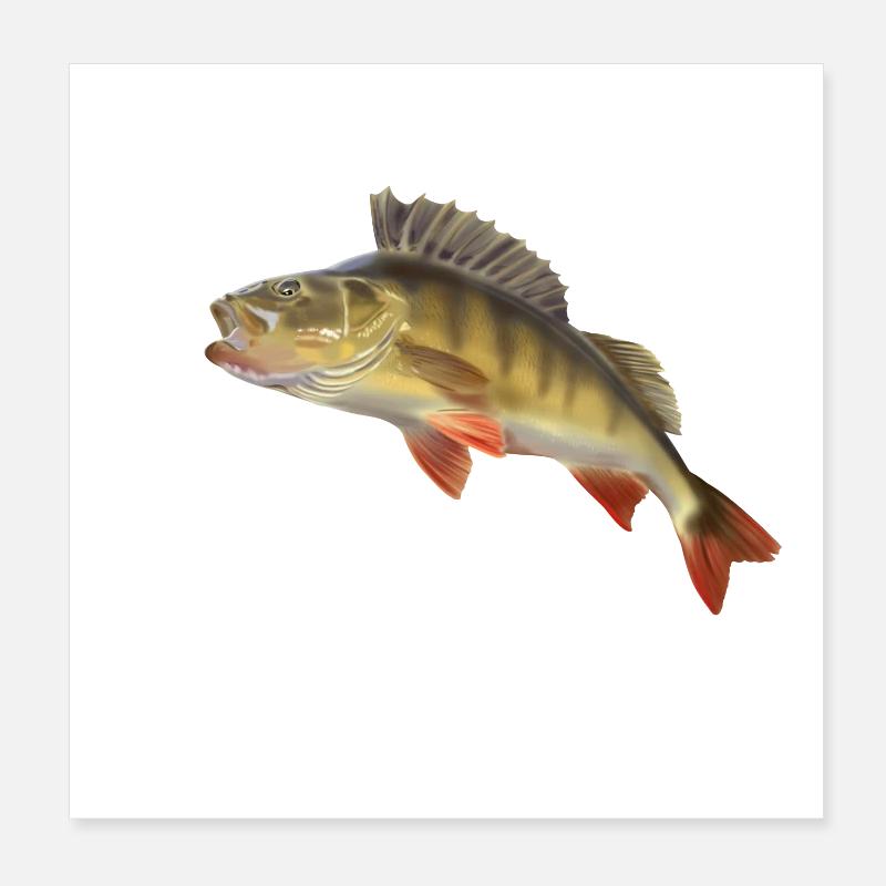 Barsch - Poster 20x20 cm - Weiß