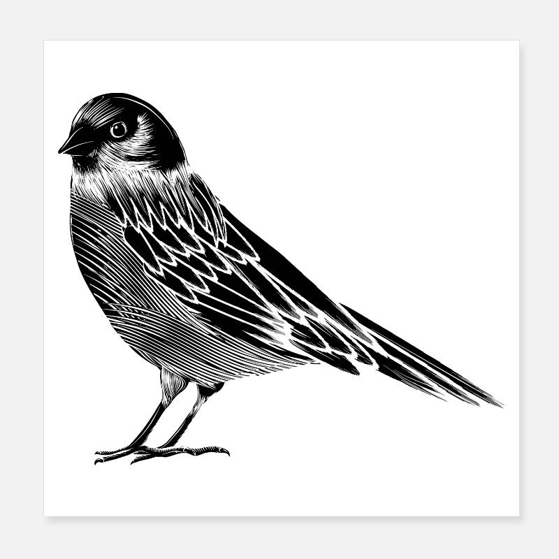 Schwarz Weiß Zeichnung eines Vogels - Poster 20x20 cm - Weiß