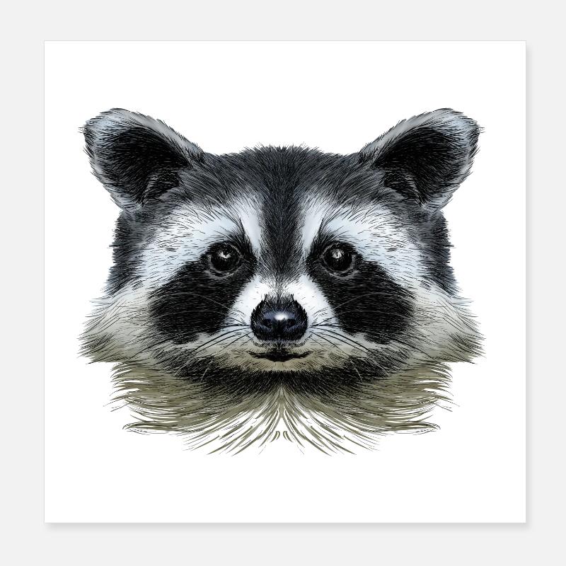 Racoon - Poster 20 x 20 cm - blanc