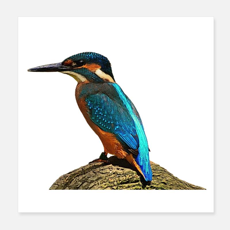 coole vögel, fischendes Eisvogel männchen - Poster 20x20 cm - Weiß