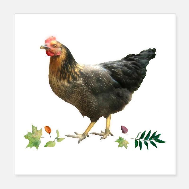 Poulet Poster 20 x 20 cm