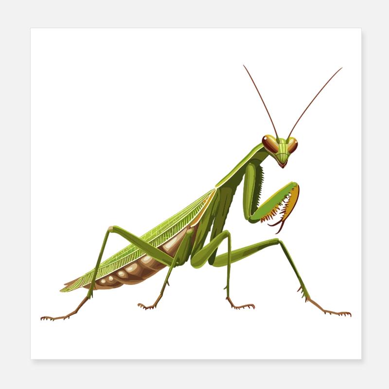 Mantes religieuses Mantes religieuses Poster 20 x 20 cm