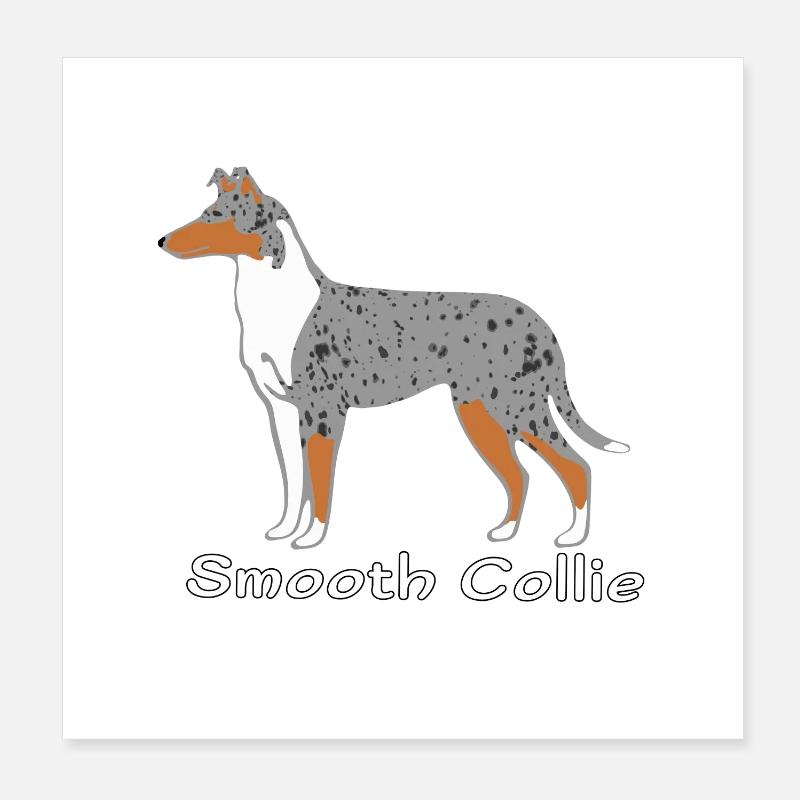 Smooth Collie blue-merle Poster 8" x 8" (20x20 cm)