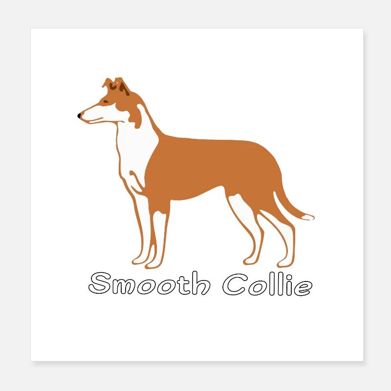 Kurzhaarcollie sable - Poster 20x20 cm - Weiß