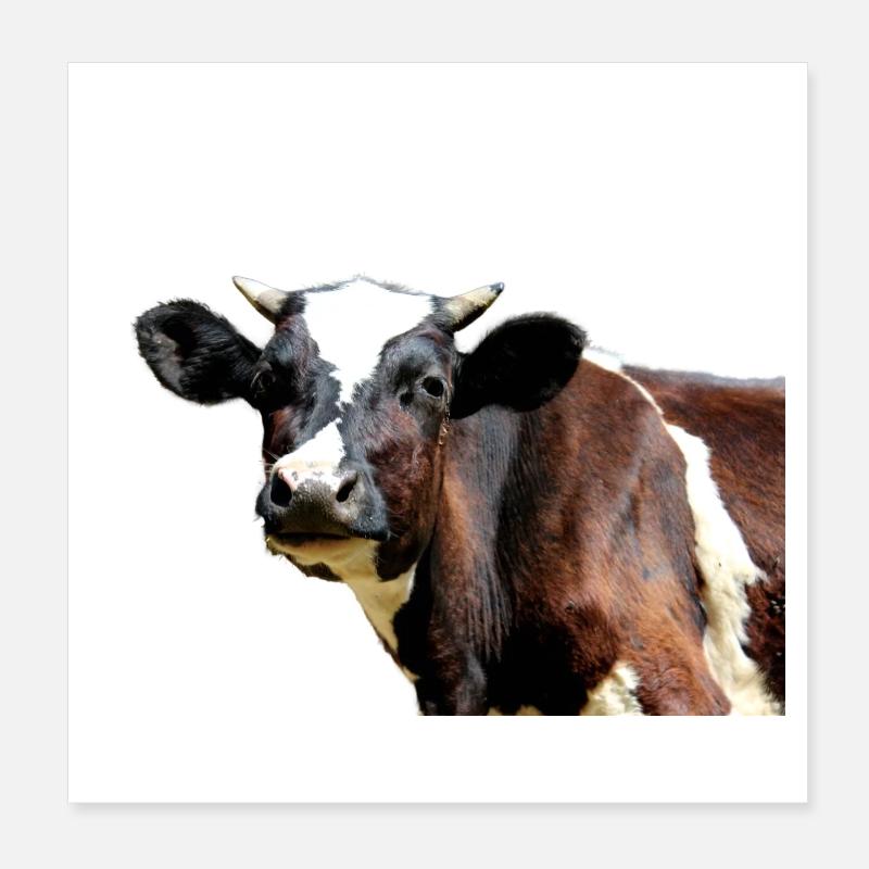Vache Poster 20 x 20 cm