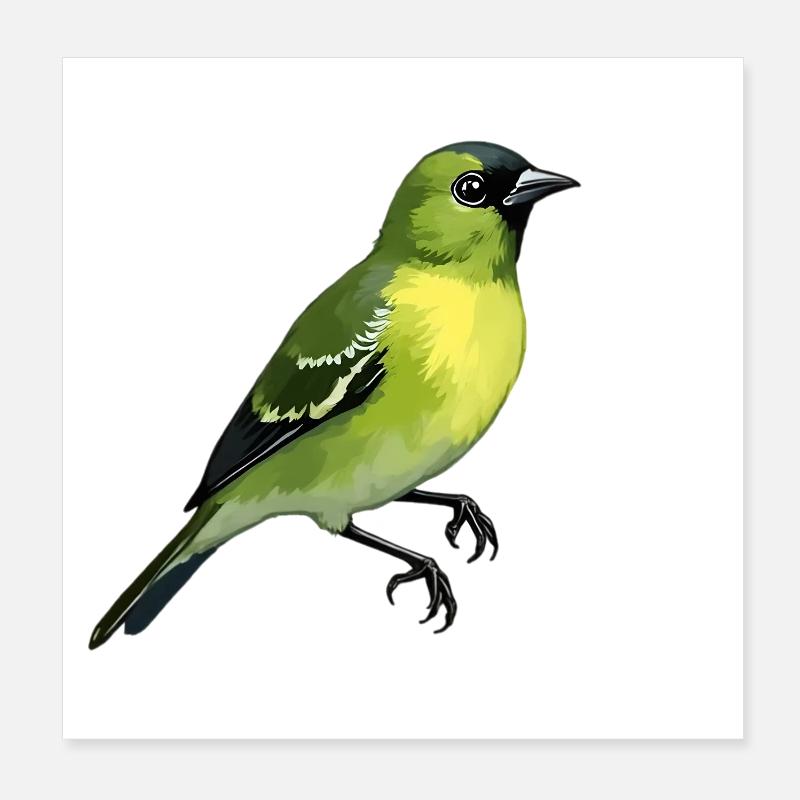 Oiseau Pintard Poster 20 x 20 cm