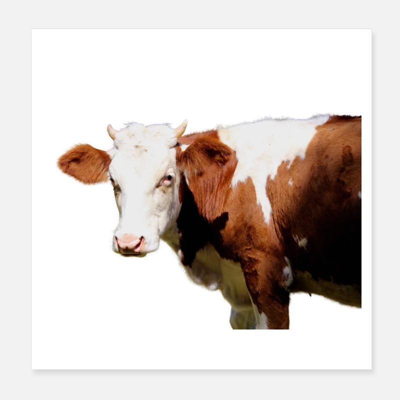 Cow Poster 8" x 8" (20x20 cm)