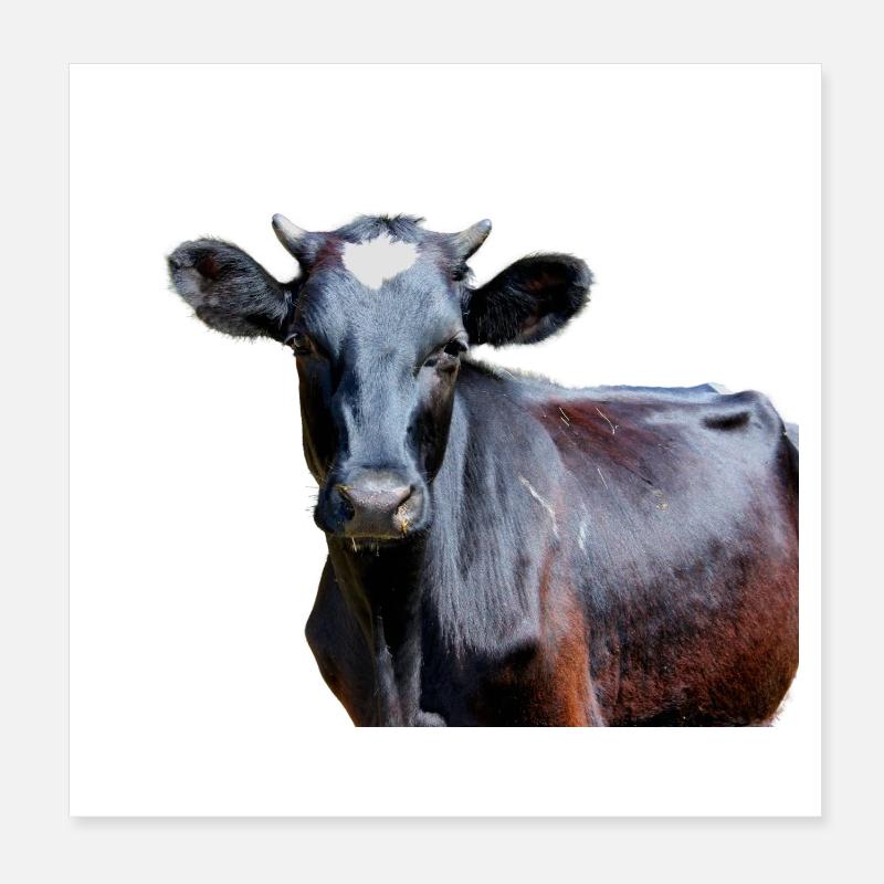 Vache Poster 20 x 20 cm