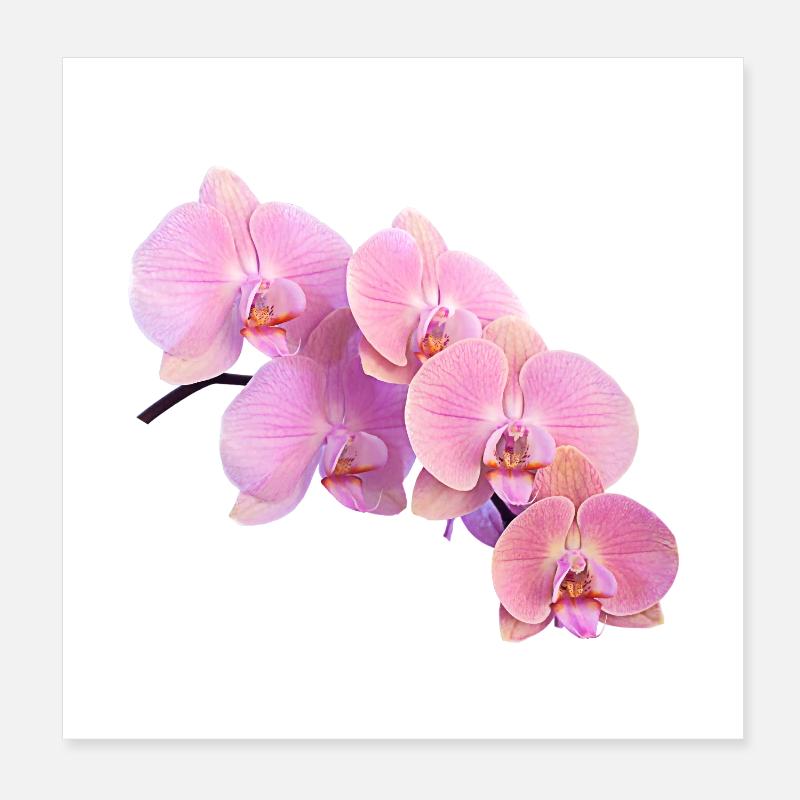 orchidée rose isolé clipart Poster 20 x 20 cm