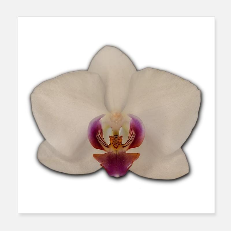 Orchidées Poster 20 x 20 cm