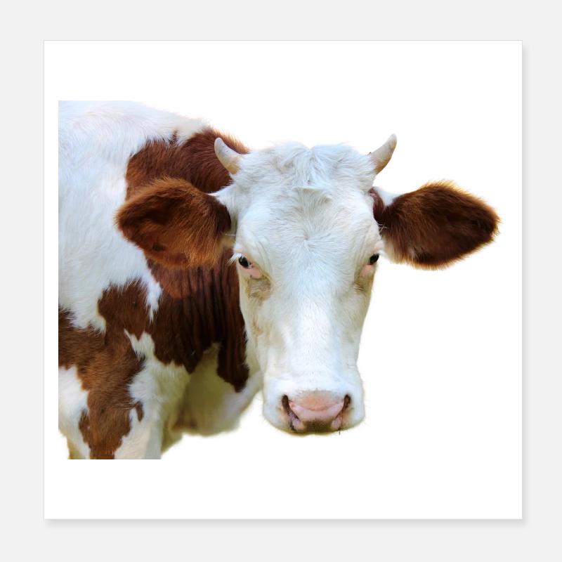 Kuh Kuhkopf Poster 20x20 cm