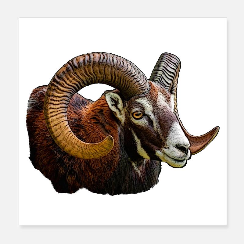 Tête de mouflon Poster 20 x 20 cm