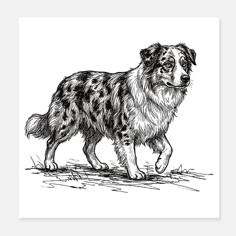Australian Shepherd Sketch – Hund Design Poster 20x20 cm
