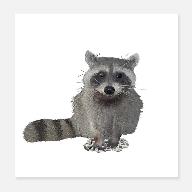 Waschbär - Poster 20x20 cm - Weiß