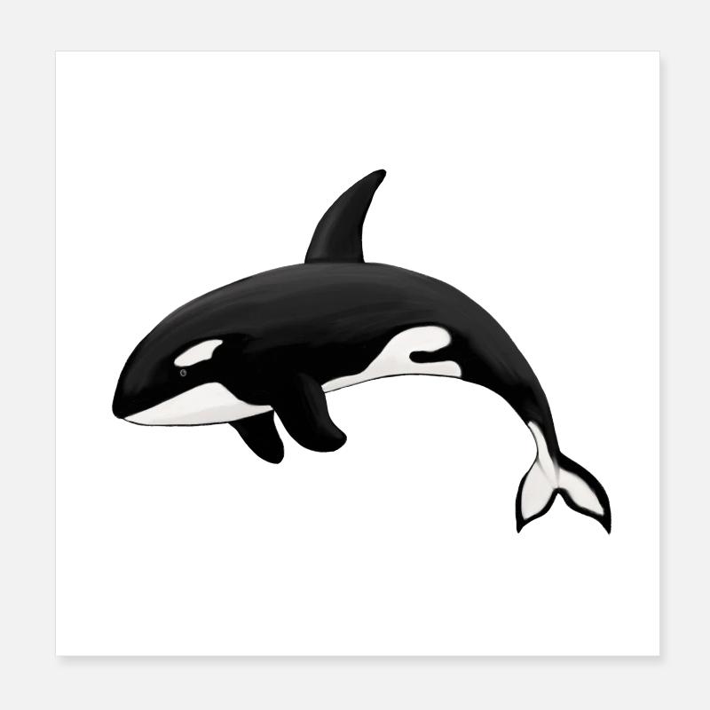 Orca Killerwal Schwertwal Orka - Poster 20x20 cm - Weiß