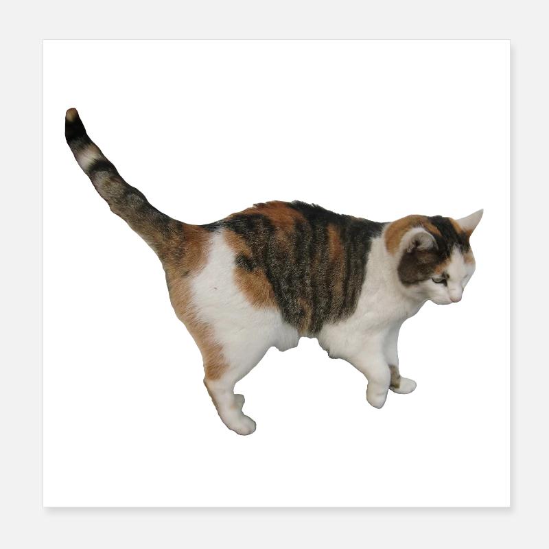 Chat Poster 20 x 20 cm