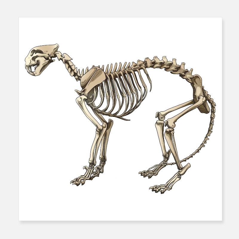 Illustration Cat Skeleton Poster 8" x 8" (20x20 cm)