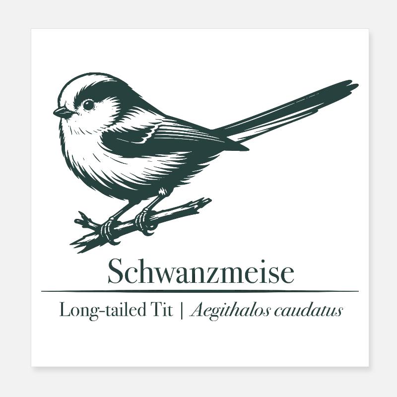 Silhouette à longue queue | Ornithologie | Dessin Poster 20 x 20 cm