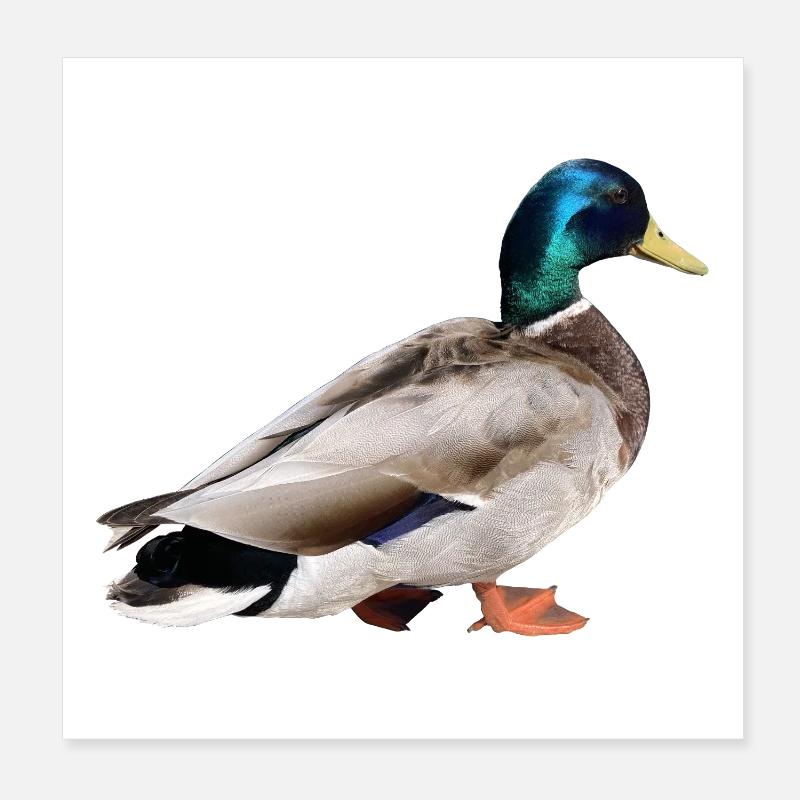 Colvert mâle Poster 20 x 20 cm
