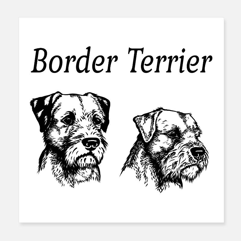 Border Terrier Double Portrait Poster 20 x 20 cm