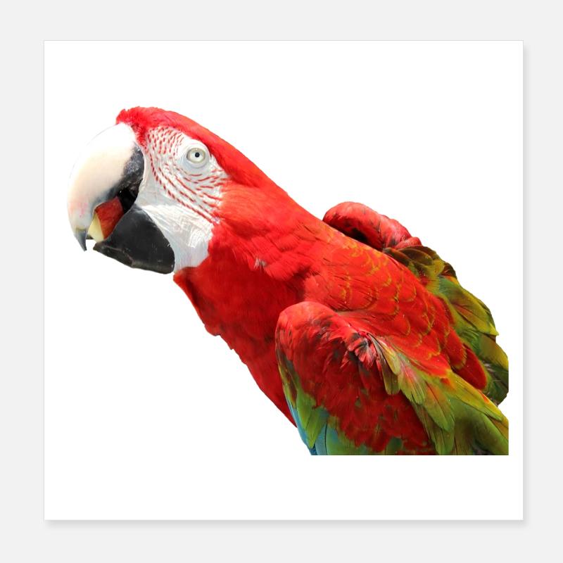 Papageien Vogel T-shirt Geschenk - Poster 20x20 cm - Weiß