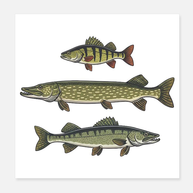 Perche, brochet, zander, pêche, pêche Poster 20 x 20 cm