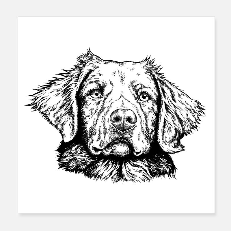 Retriever de la Nouvelle-Écosse Poster 20 x 20 cm