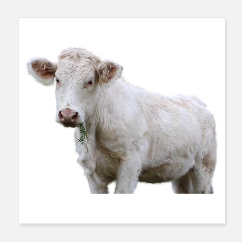 Kuh Poster 20x20 cm
