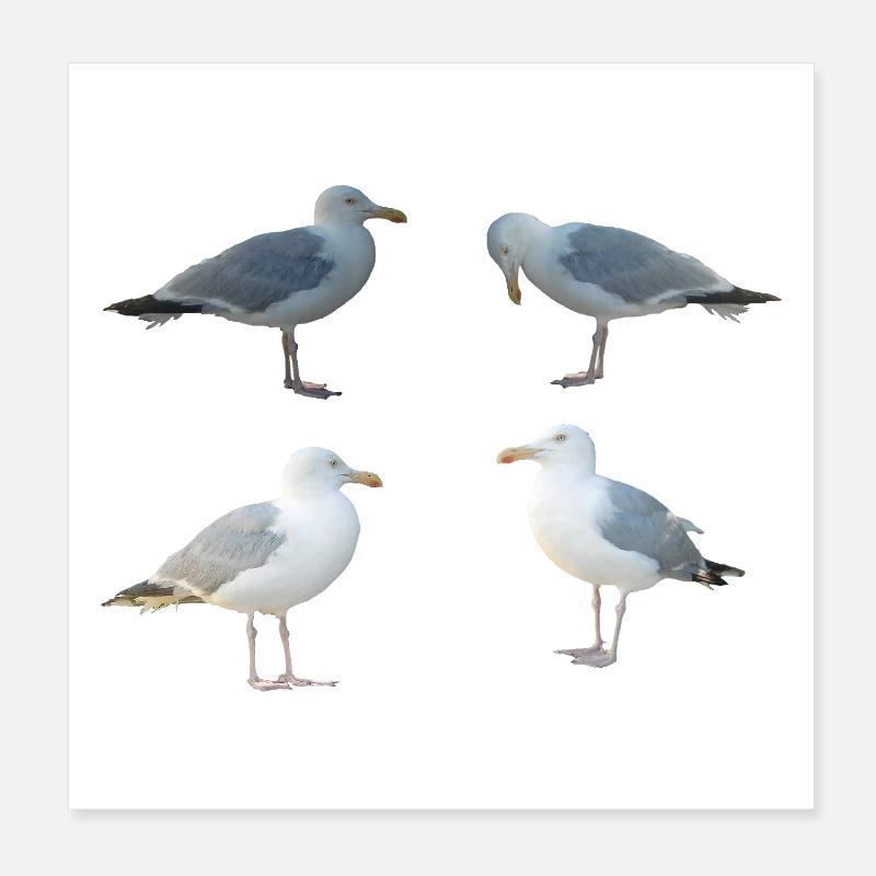 Seagulls Poster 8" x 8" (20x20 cm)