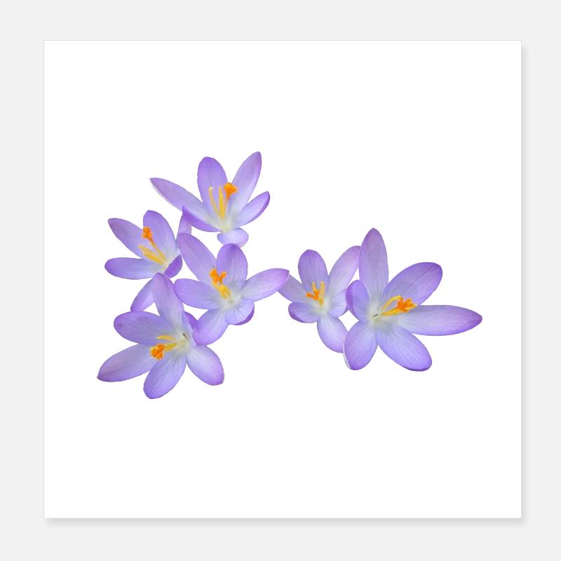 Fleurs de printemps violettes (crocus) Poster 20 x 20 cm