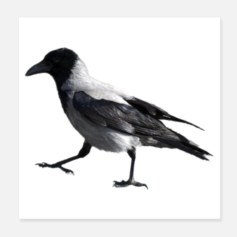 A small step by a crow Poster 8" x 8" (20x20 cm)