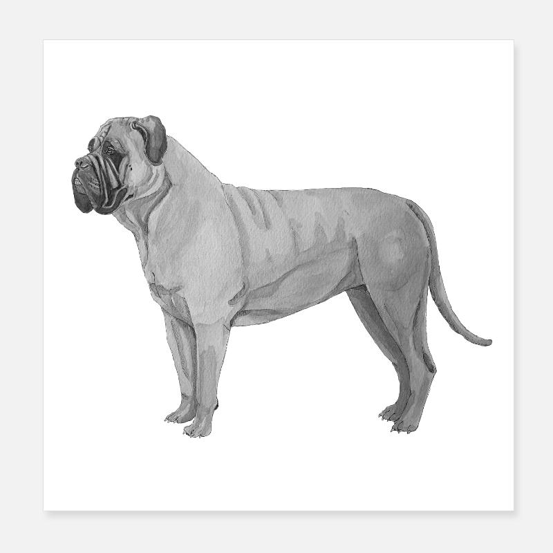 Bullmastiff - Poster 8" x 8" (20x20 cm) - white