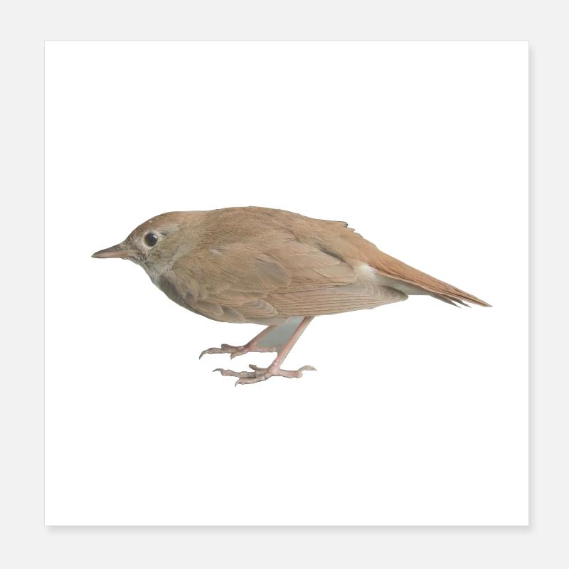 Vogel Nachtigall - Poster 20x20 cm - Weiß