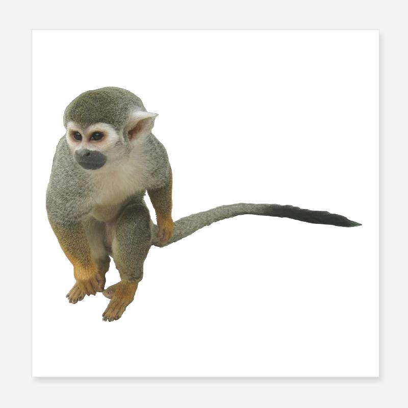 singe Poster 20 x 20 cm