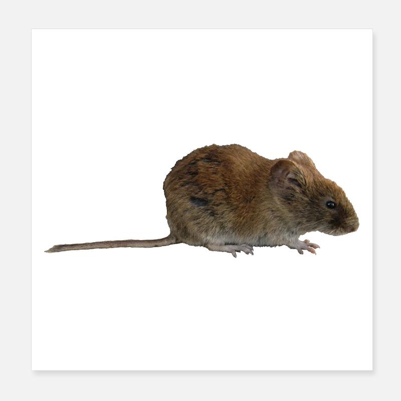 souris Poster 20 x 20 cm