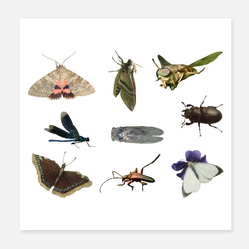 Insekten Poster 20x20 cm