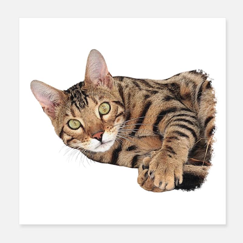 Katze liegend, Tabby Motiv, süße tees - Poster 20x20 cm - Weiß