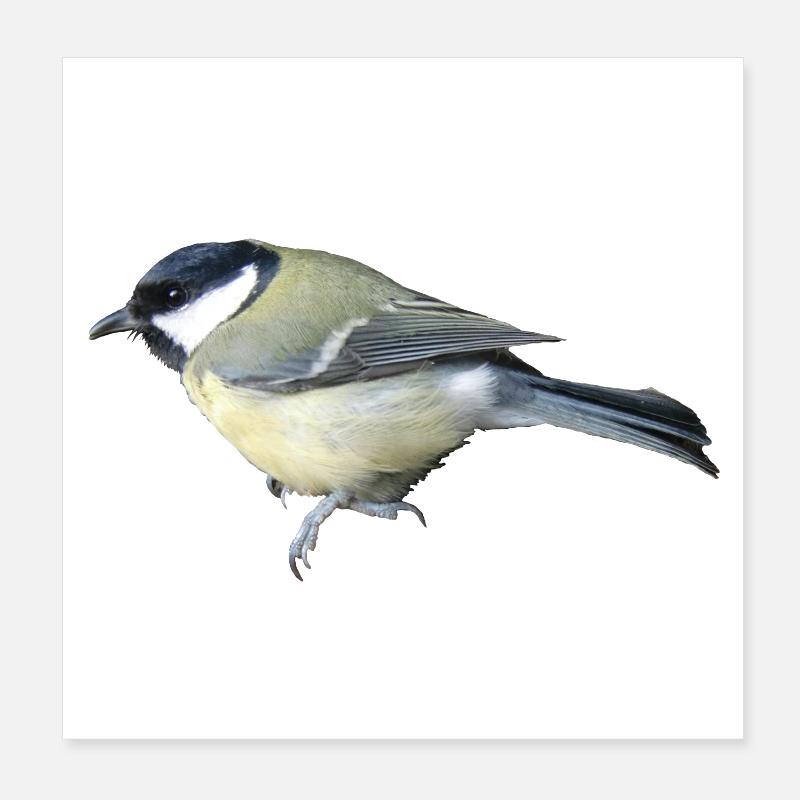 Vogel Kohlmeise Poster 20x20 cm