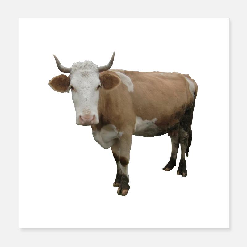 Vache Poster 20 x 20 cm