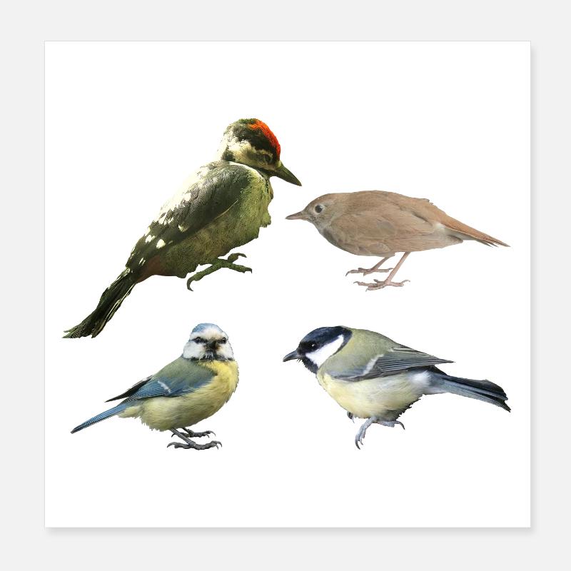 Singvögel Poster 20x20 cm