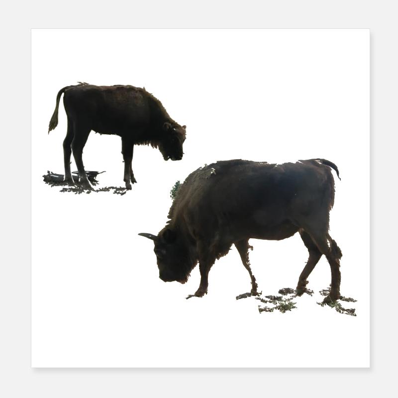 Wisent mit Jungtier Poster 20x20 cm