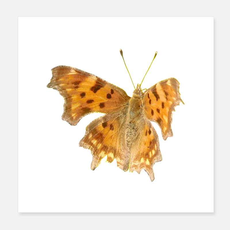 Papillon C-Moth Poster 20 x 20 cm