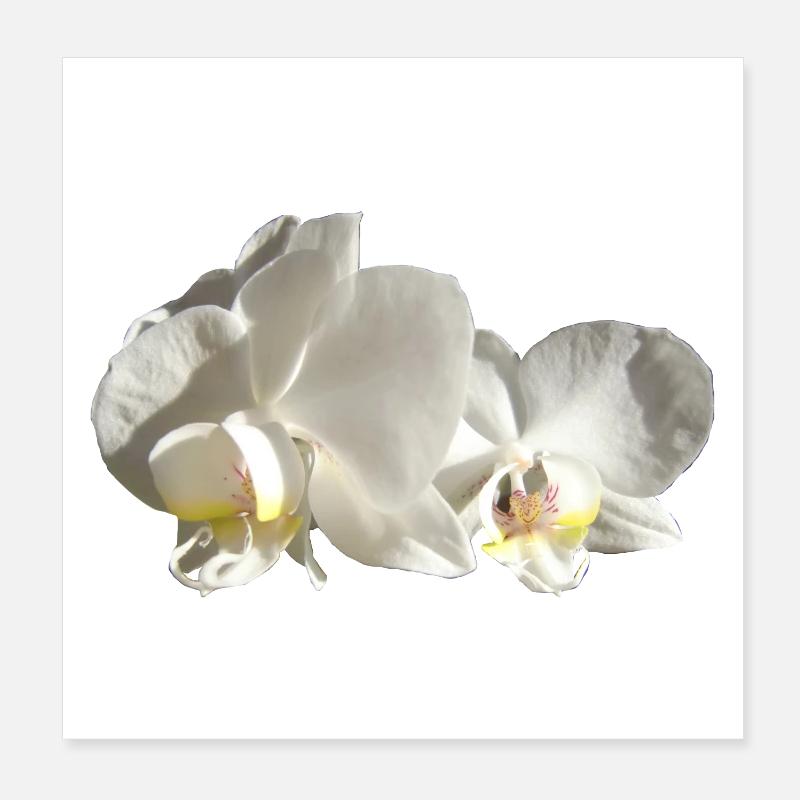 Orchid white Poster 8" x 8" (20x20 cm)