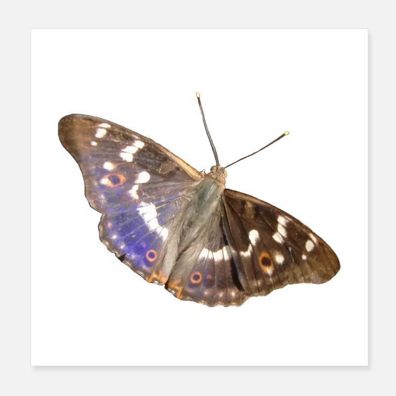 Petit empereur pourpre Poster 20 x 20 cm