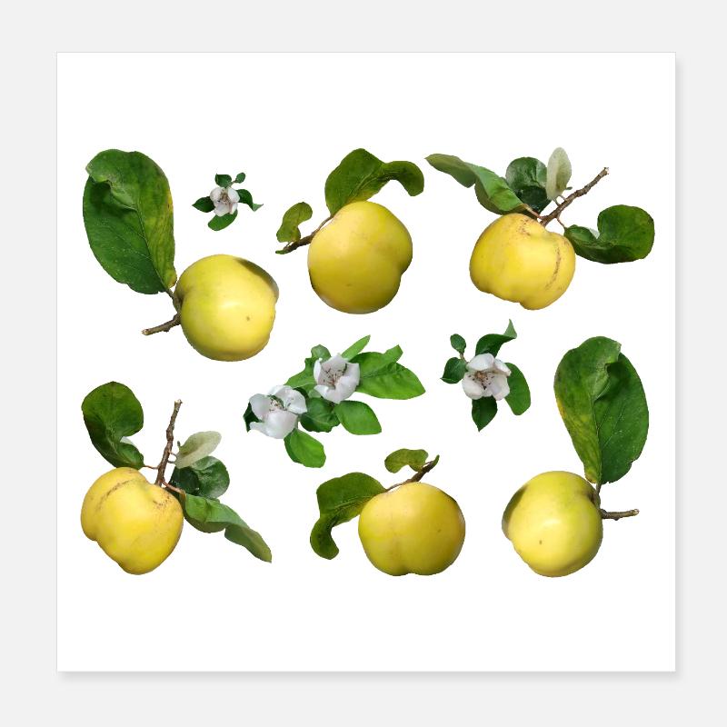 Quitten mit Quittenblüten - Poster 20x20 cm - Weiß